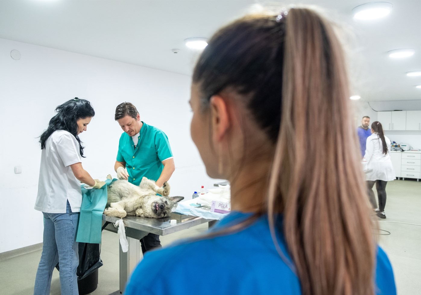 Employees of Tierhilfe Hoffnung neuter a dog in the Smeura clinic