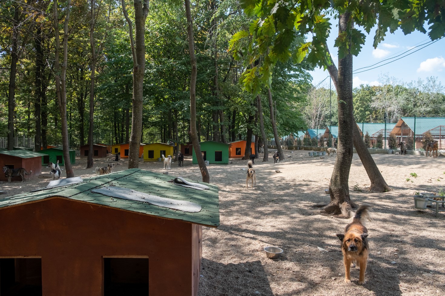 Dogs in the Smeura forest refuge - Tierhilfe Hoffnung